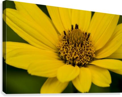Yellow Daisy Canvas Print