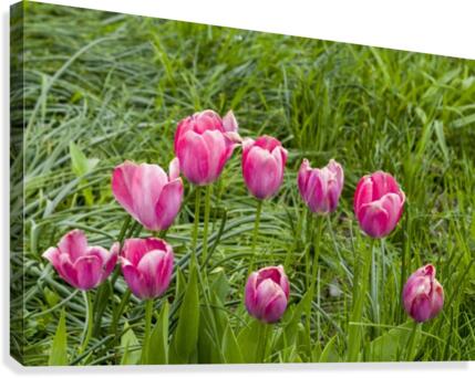 Tulip Bed 13 Canvas Print