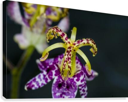 Toad Lily 2 Canvas Print