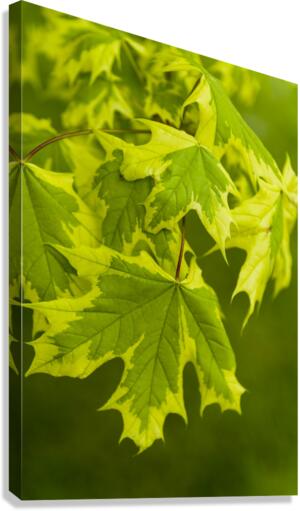 Norway Maple Leaf Canvas Print