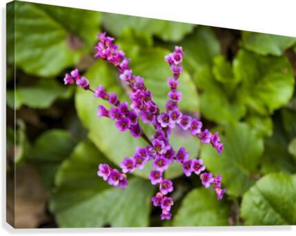 Bergenia Canvas Print