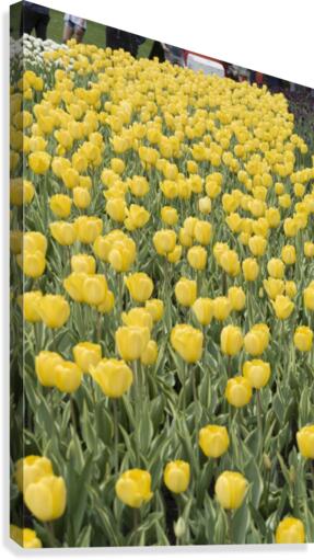 Tulip Bed 8 Canvas Print