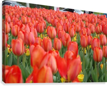 Tullip Bed 7 Canvas Print