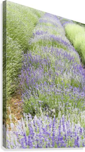 Lavender plants Canvas Print