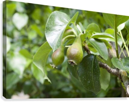 Pears Canvas Print