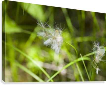 Arctic Grass 3 Canvas Print