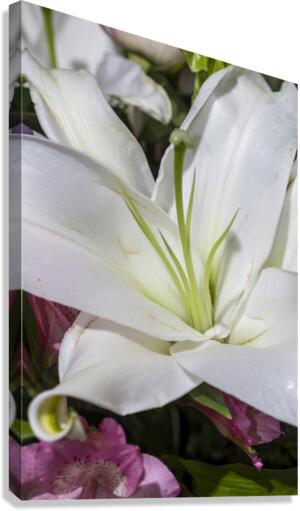 White Lily Canvas Print