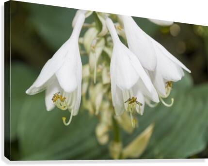Hosta Flower Cluster 2 Canvas Print