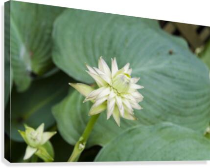 Hosta Bloom 1 Canvas Print