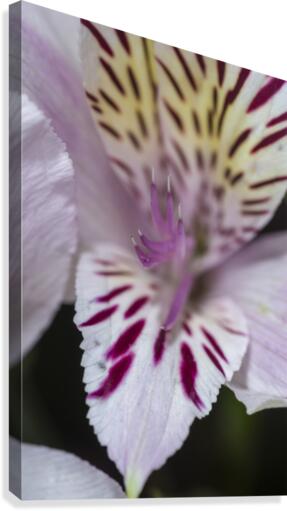 Freesia Close-up Canvas Print