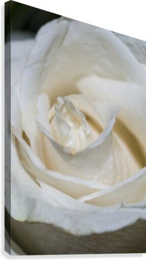 White Rose Canvas Print