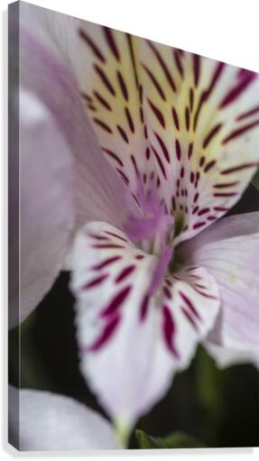 Freesia Close-up 2 Canvas Print
