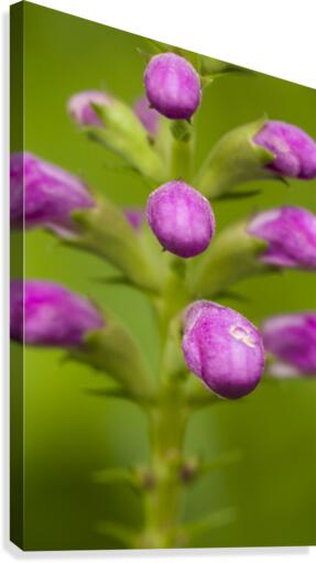 False Dragonhead 6 Canvas Print