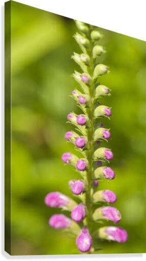 False Dragonhead 3 Canvas Print