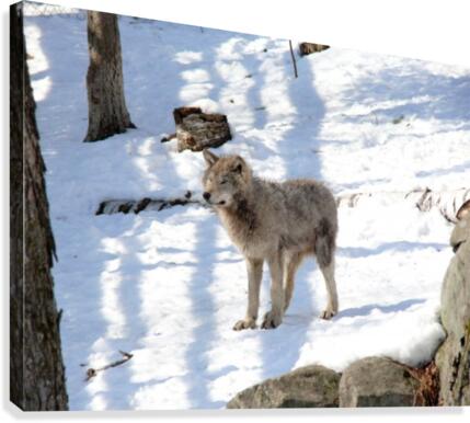 Eastern Wolves 2 Canvas Print