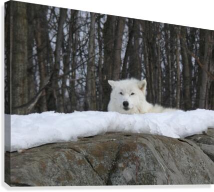 Arctic Wolf Canvas Print