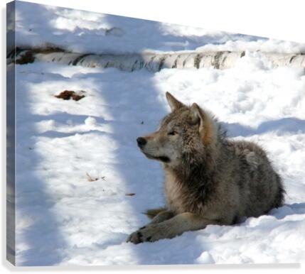 Eastern Wolf 2 Canvas Print
