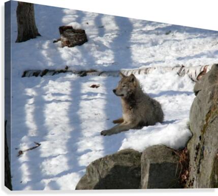 Eastern Wolves 3 Canvas Print