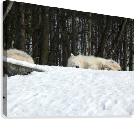 Napping Arctic wolves Canvas Print