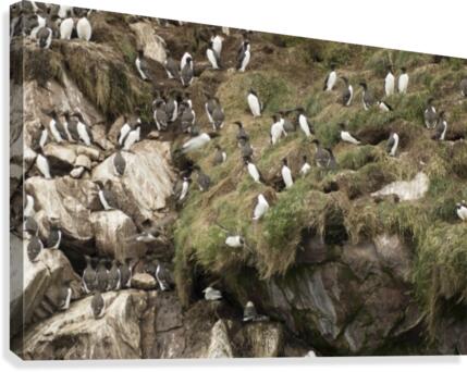 Murre colony 3 Canvas Print