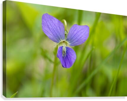 Wild Violet 1 Canvas Print