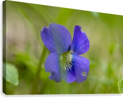Wild Violet Canvas Print