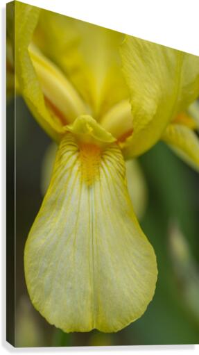 Yellow Bearded Iris 9 Canvas Print