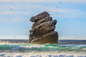Bird Rock