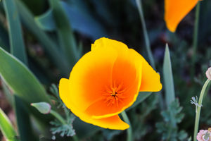California Poppy