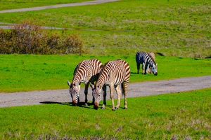 California Zebras Grazing
