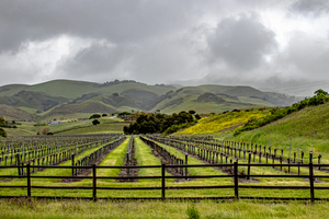 Cloudy Vineyard