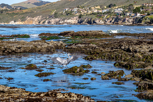 Egret Tidepool