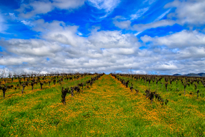Flowery Vineyard