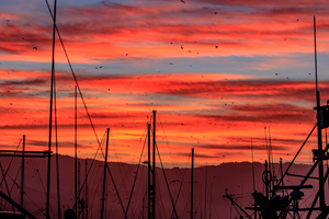 Harbor Sunrise