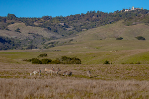 Hearst Castle w zebras 1