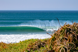 Iceplant Barrel