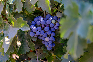 Merlot in the Making
