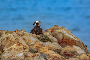 Osprey on Duty
