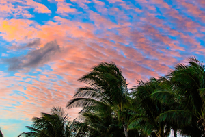 Palm Sunset
