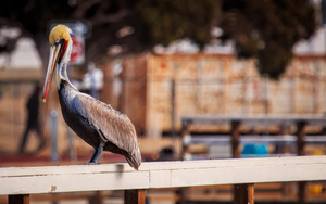 Pier Pelican