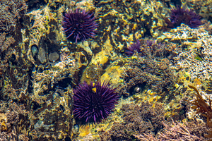 Pirat3e Urchin