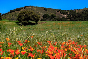 Poppy Oak
