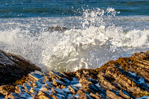 Reef Foam