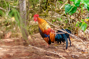 Rooster