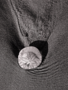 Sand Dollar Necklace