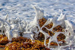 Seafoam