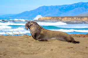 Sealion Sunning