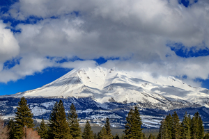 Snowy Shasta