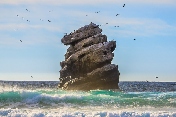 Bird Rock Print