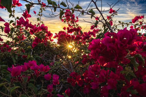 Boug sunset1 Print